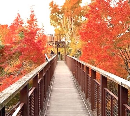 Expo ’70 Park Autumn Leaf Festival