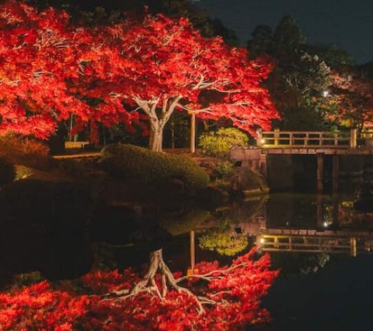 Daisen Park Autumn Light-Up Daisen Park Autumn Light-Up