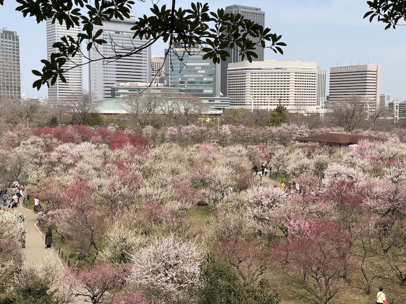 Castle Blossom Grove