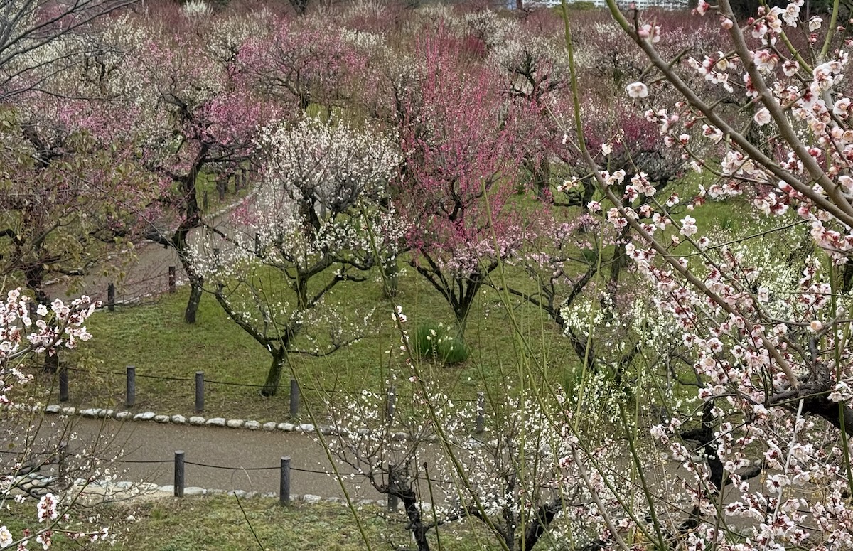 Plum Blossom Grove
