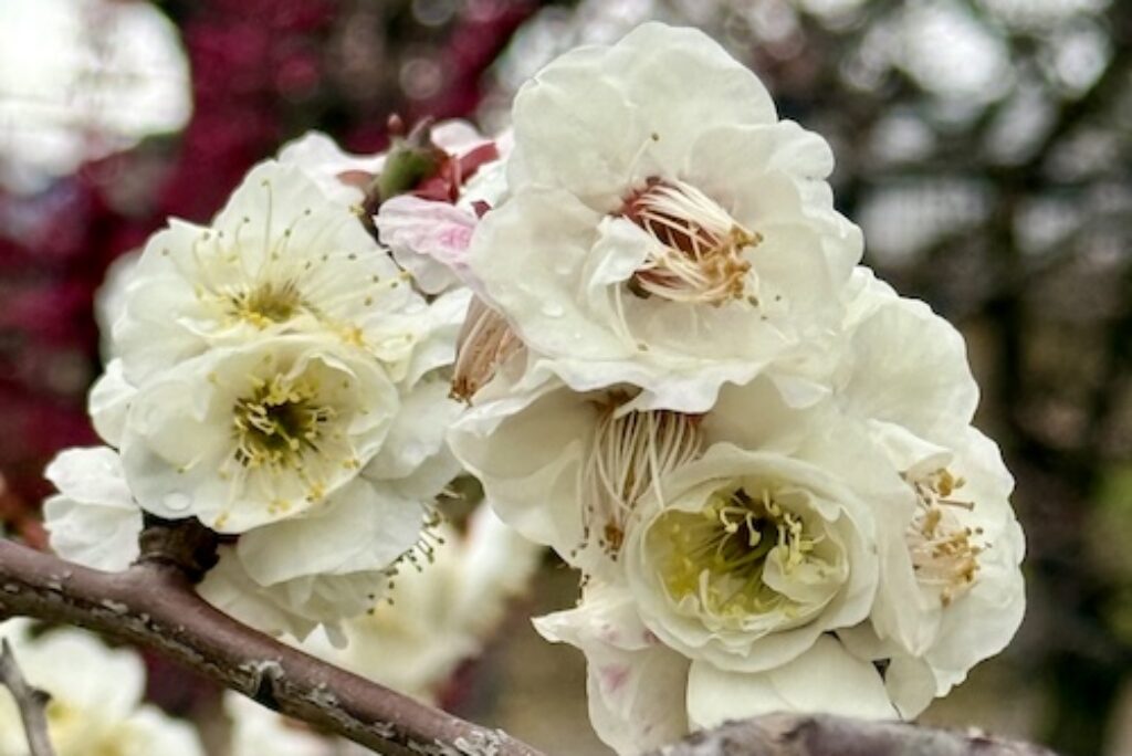 Plum Blossom Season in Osaka