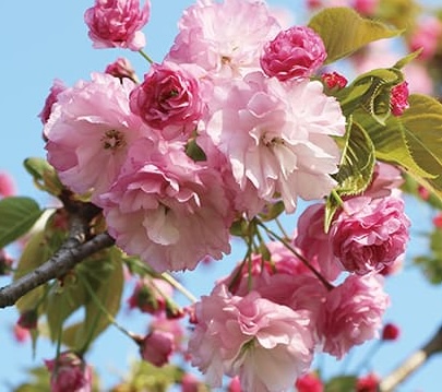 Castle Blossom Hanami Sakura
