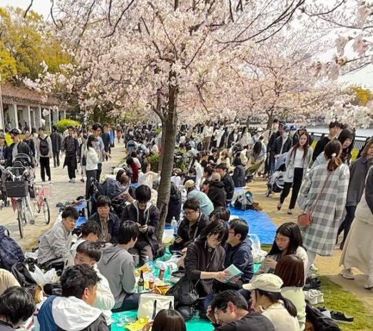 Osaka Castle Park Hanami Osaka Castle Park Hanami
