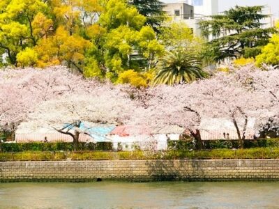 Osaka’s Riverside Sakura Tunnel