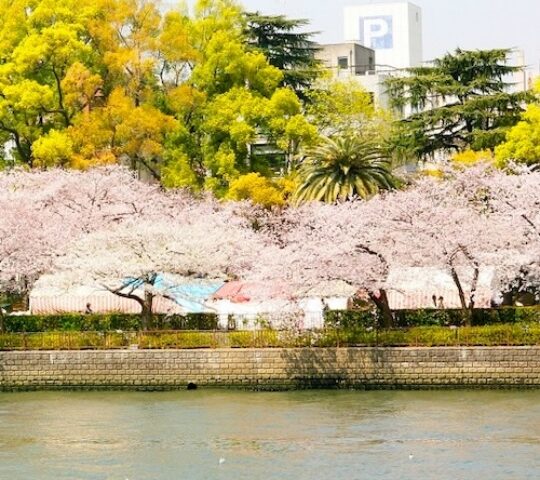 Osaka’s Riverside Sakura Tunnel