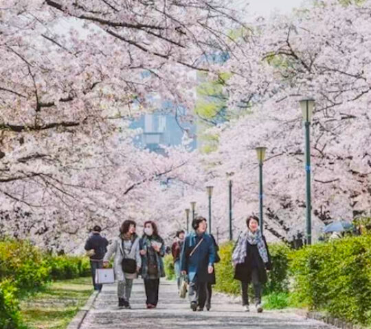 Japan Mint Cherry Blossom Passage