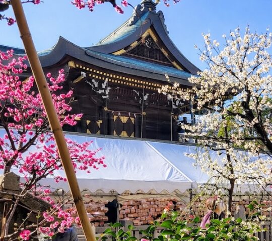 Ume Matsuri at Osaka Tenmangū Ume Matsuri at Osaka Tenmangū