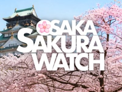 Osaka Cherry Blossom Tracker 2026