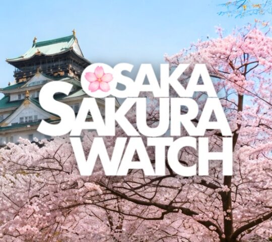 Osaka Cherry Blossom Tracker 2026
