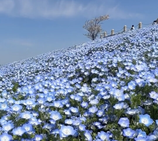 Maishima Nemophila Festival Maishima Nemophila Festival