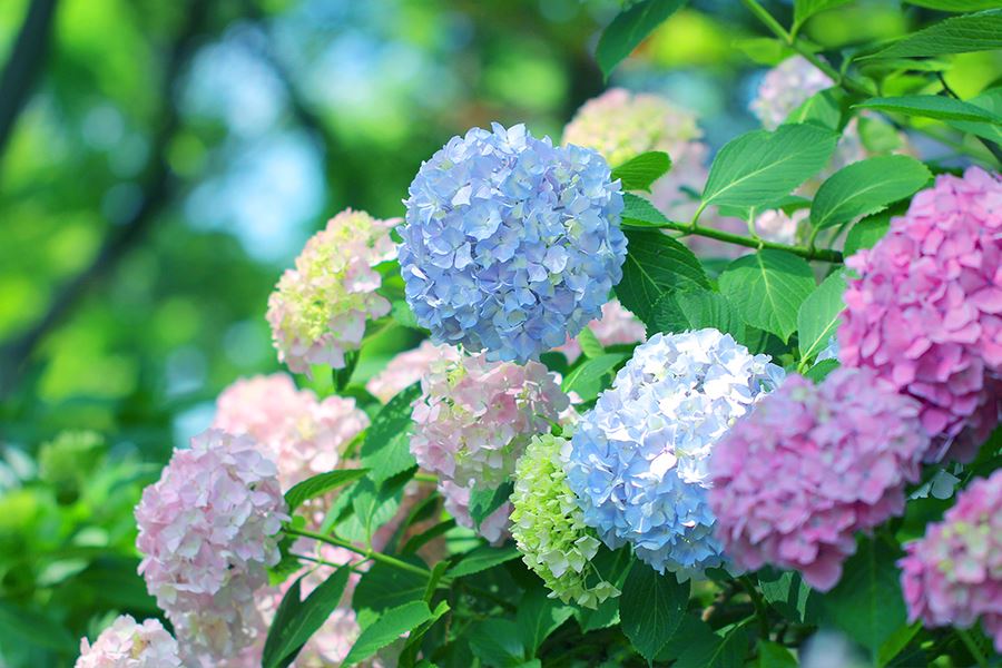Nagai Hydrangeas