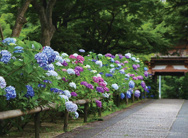 kyuanji Hydrangeas
