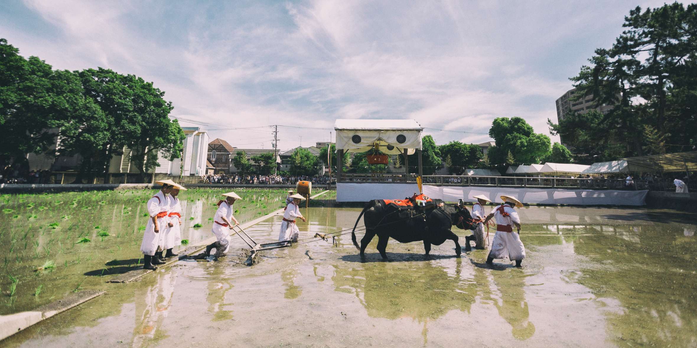 Sumiyoshi Taisha Rice Oxen