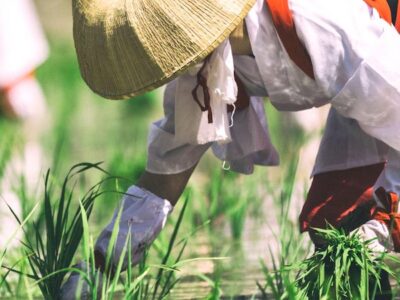 Osaka’s Sacred Rice Planting Festival