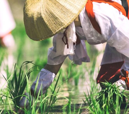 Osaka’s Sacred Rice Planting Festival