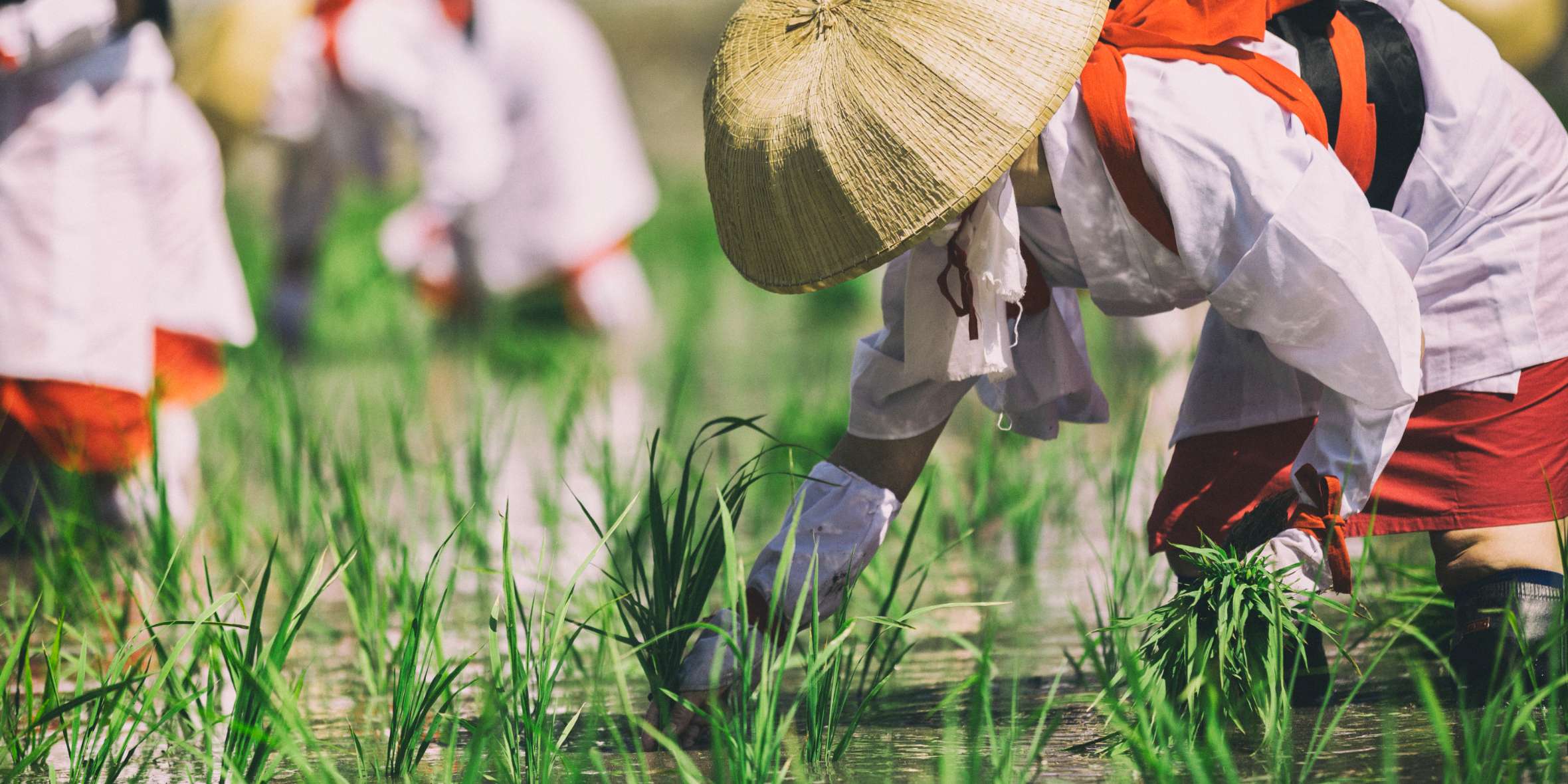 Sumiyoshi Taisha Rice Planting