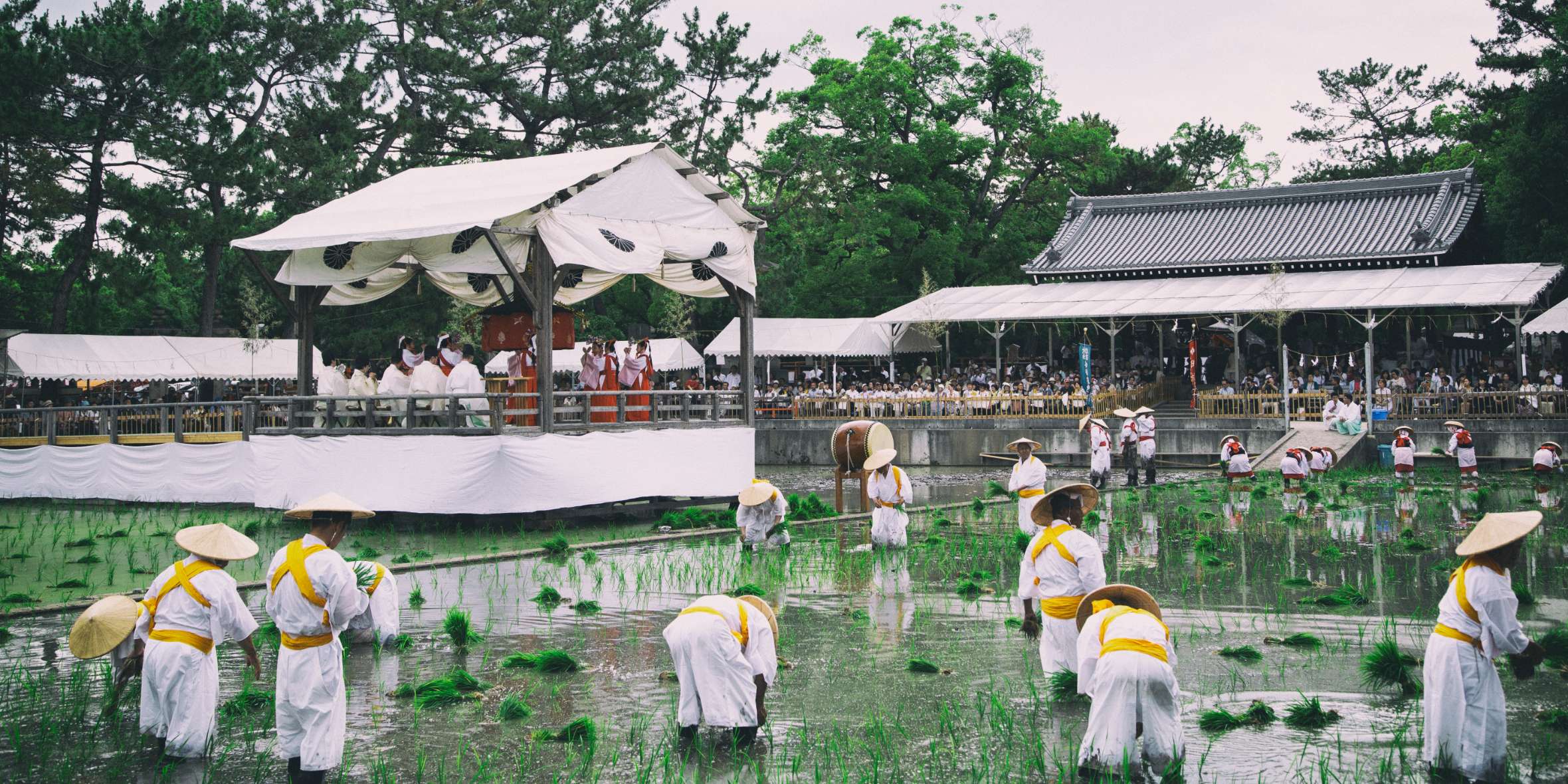 Sumiyoshi Taisha Rice Top