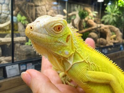 The World of Little Dinosaurs