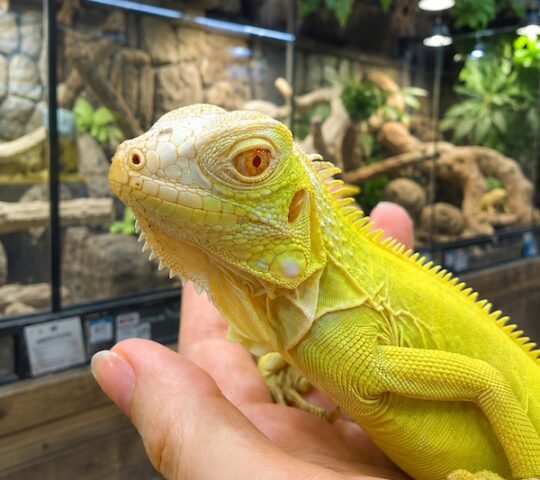 The World of Little Dinosaurs