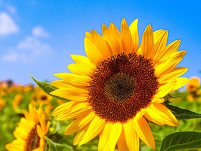 Walk Among 70,000 Sunflowers
