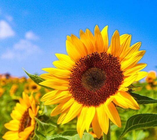 Walk Among 70,000 Sunflowers