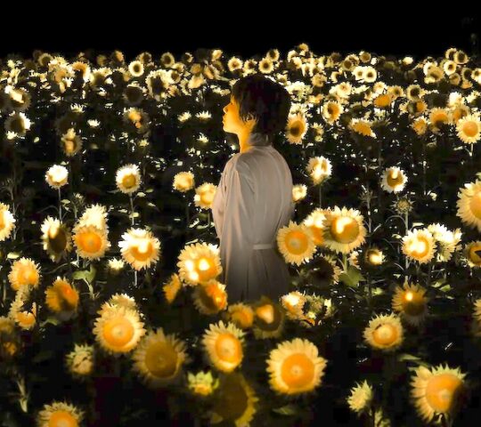 20,000 Sunflowers Bloom After Dark 20,000 Sunflowers Bloom After Dark